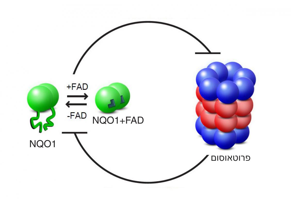 יחסי הגומלין בין הפרוטאוסום לבין NQO1 מבוססים על עיכוב הדדי: הפרוטאוסום מפרק אנזימי NQO1 חסרי מבנה (שאינם קשורים ל-FAD), ואילו האנזים, כשהוא קשור ל-FAD, מונע מהפרוטאוסום לפרק חלבונים אחרים – כולל אותו עצמו